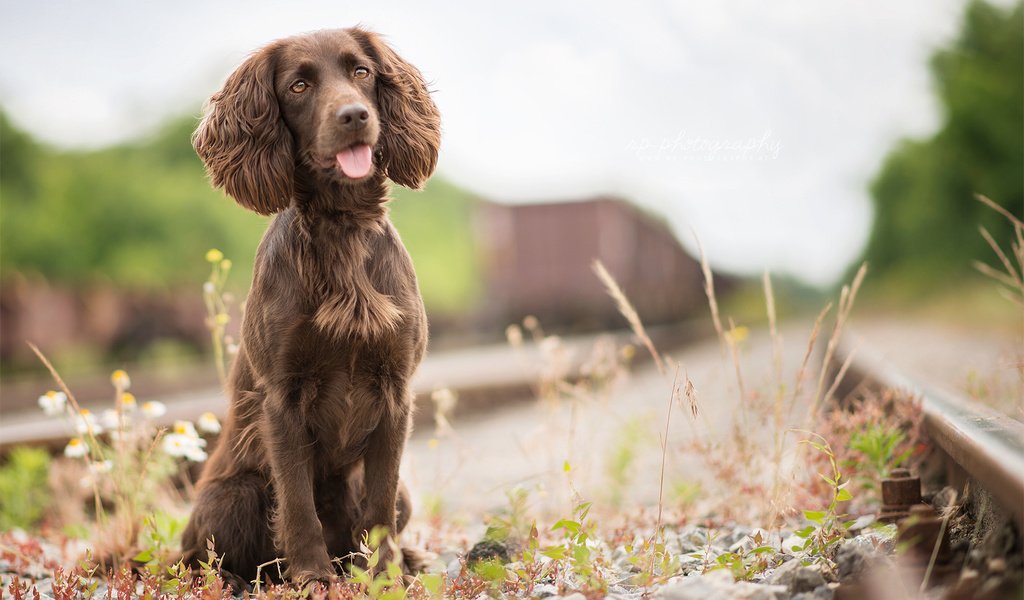 Обои трава, железная дорога, собака, язык, спаниель, irish water spaniel, grass, railroad, dog, language, spaniel разрешение 1920x1200 Загрузить