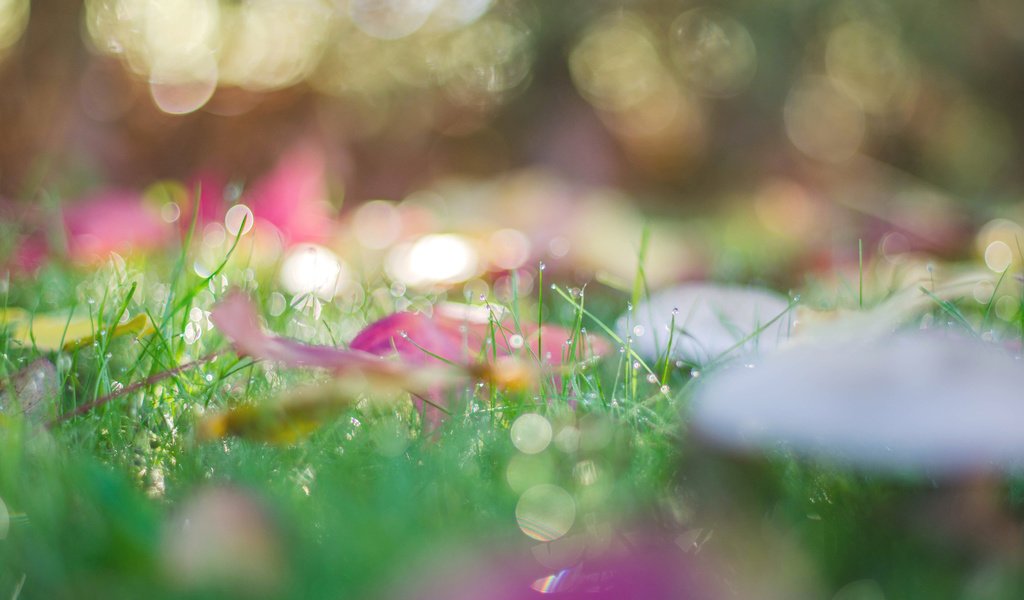 Обои трава, природа, листья, макро, роса, капли, осень, боке, grass, nature, leaves, macro, rosa, drops, autumn, bokeh разрешение 3840x2400 Загрузить