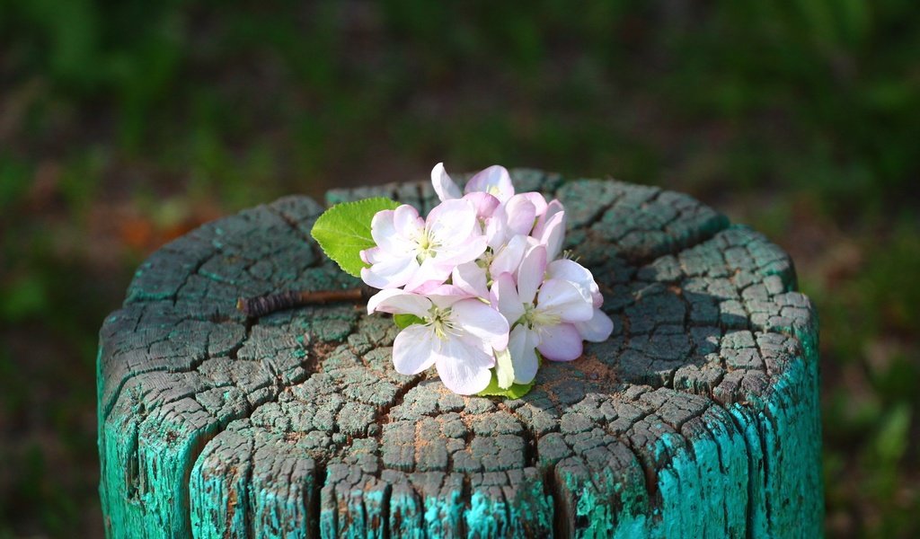 Обои цветы, веточка, яблоня, пень, flowers, sprig, apple, stump разрешение 1920x1280 Загрузить