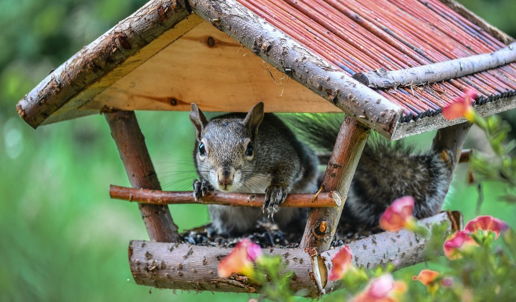 Обои цветы, домик, белка, белочка, кормушка, flowers, house, protein, squirrel, feeder разрешение 2048x1356 Загрузить