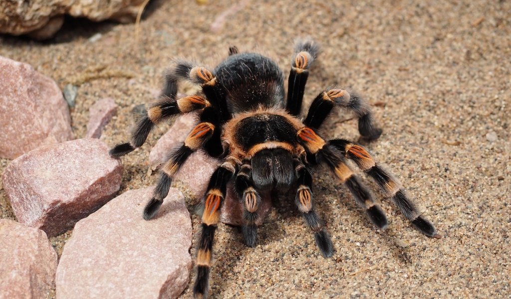Обои паук, крупным планом, тарантул, spider, closeup, tarantula разрешение 3840x2160 Загрузить
