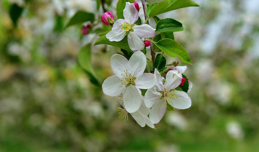 Обои ветка, дерево, цветение, весна, яблоня, branch, tree, flowering, spring, apple разрешение 2048x1372 Загрузить