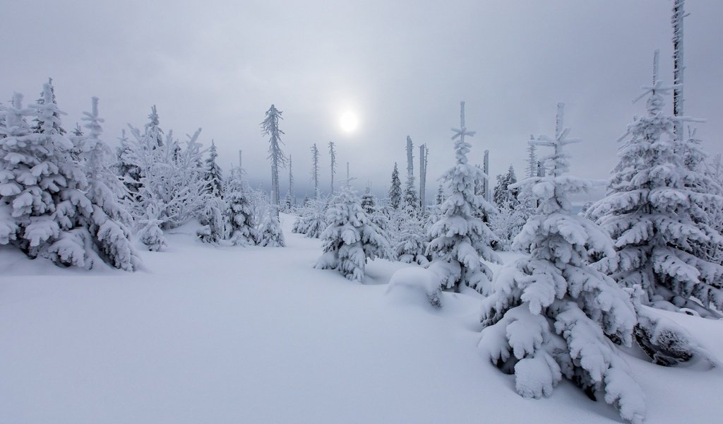 Обои солнце, снег, природа, лес, зима, елки, дымка, the sun, snow, nature, forest, winter, tree, haze разрешение 1920x1200 Загрузить