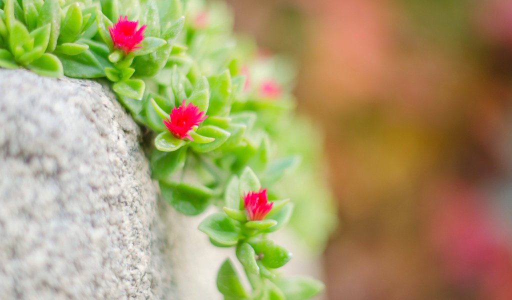 Обои макро, камень, растение, цветочки, очиток, macro, stone, plant, flowers, stonecrop разрешение 3840x2400 Загрузить