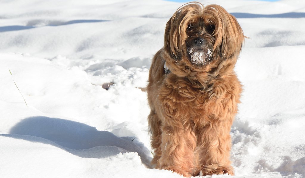 Обои снег, зима, мордочка, взгляд, собака, тибетский терьер, snow, winter, muzzle, look, dog, the tibetan terrier разрешение 2880x1800 Загрузить