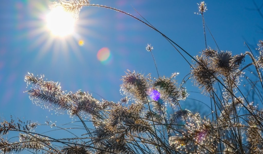 Обои небо, трава, солнце, природа, растения, капли, колоски, the sky, grass, the sun, nature, plants, drops, spikelets разрешение 4896x3264 Загрузить