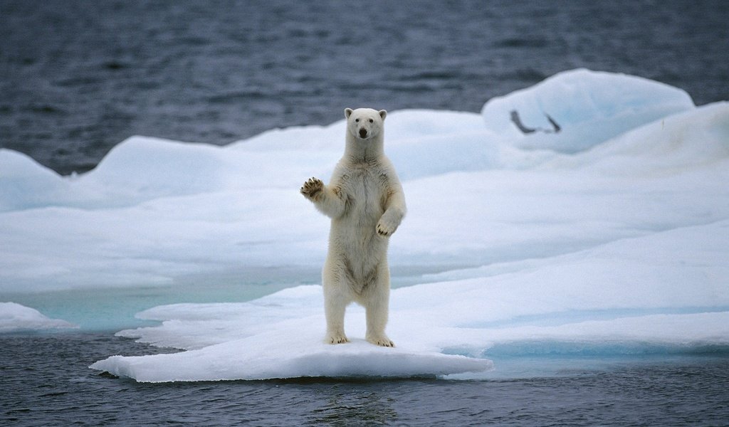 Обои вода, медведь, белый медведь, льдина, water, bear, polar bear, floe разрешение 2560x1536 Загрузить