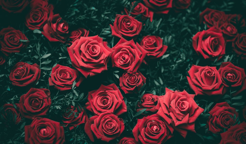 Обои цветы, бутоны, розы, красные, куст, flowers, buds, roses, red, bush разрешение 6016x4000 Загрузить