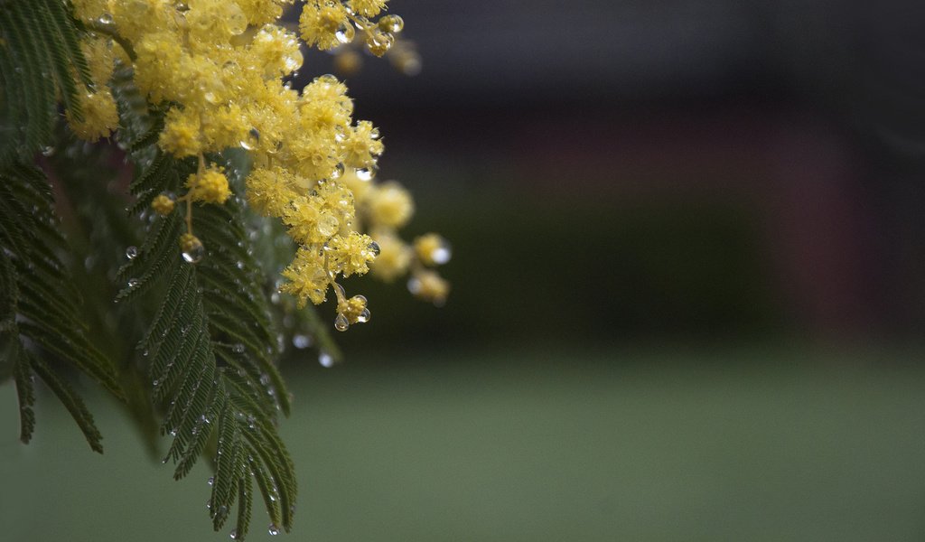 Обои цветы, ветка, листья, капли, весна, мимоза, акация серебристая, flowers, branch, leaves, drops, spring, mimosa, acacia silver разрешение 1920x1200 Загрузить