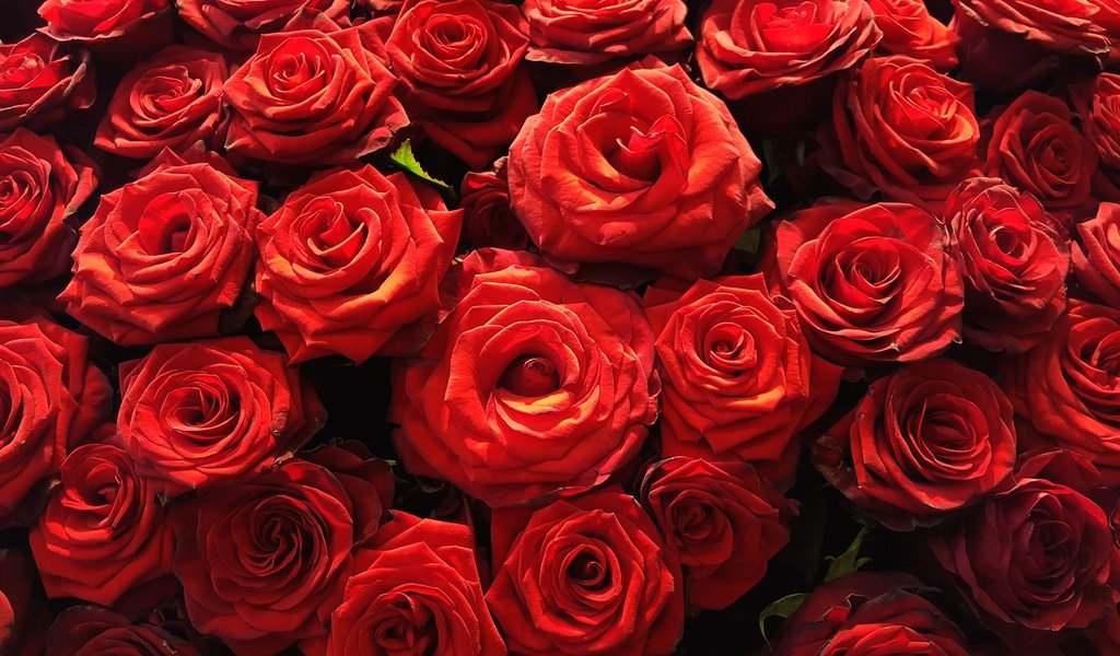 Обои цветы, бутоны, розы, лепестки, flowers, buds, roses, petals разрешение 2870x1615 Загрузить
