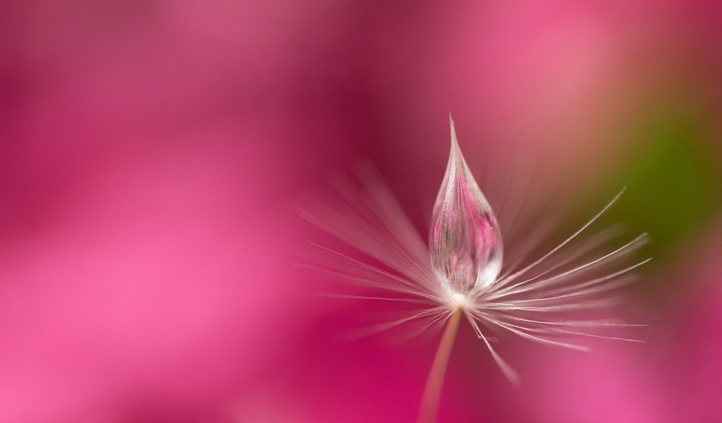 Обои вода, природа, роса, капля, розовый фон, былинка, water, nature, rosa, drop, pink background, blade of grass разрешение 6000x3760 Загрузить