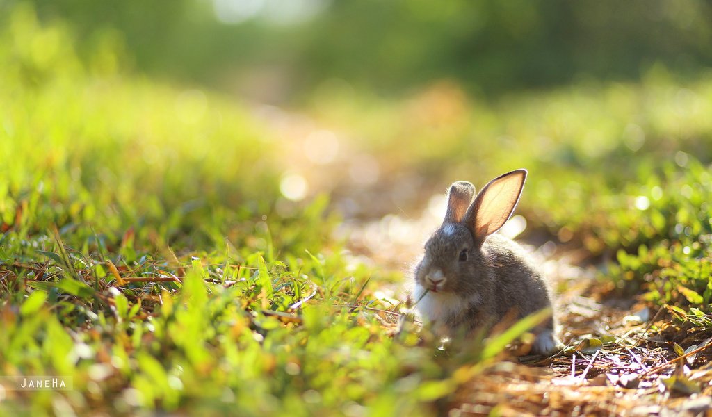 Обои трава, природа, ушки, кролик, заяц, зайчик, grass, nature, ears, rabbit, hare, bunny разрешение 2560x1600 Загрузить