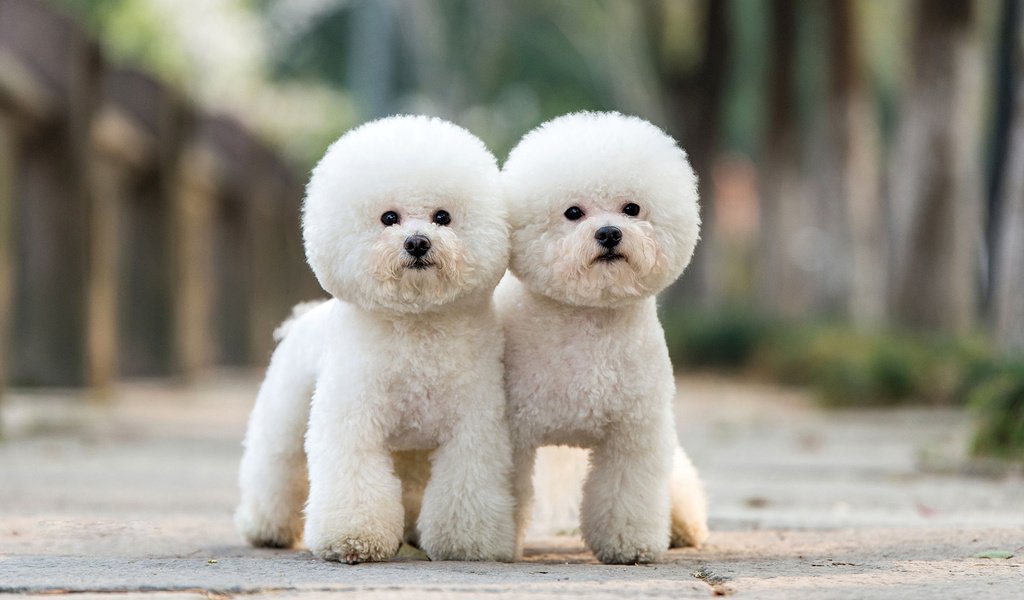 Обои взгляд, пудель, собаки, мордочки, бишон фризе, look, poodle, dogs, faces, bichon frise разрешение 1920x1200 Загрузить