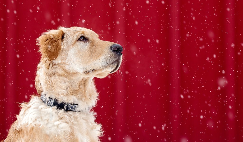 Обои мордочка, взгляд, собака, ошейник, красный фон, золотистый ретривер, muzzle, look, dog, collar, red background, golden retriever разрешение 1920x1200 Загрузить
