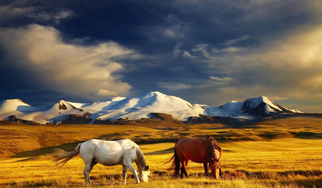 Обои небо, трава, облака, горы, поле, лошади, кони, the sky, grass, clouds, mountains, field, horse, horses разрешение 2400x1502 Загрузить