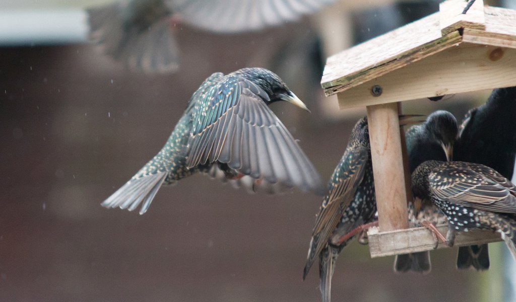 Обои крылья, птицы, клюв, перья, скворец, кормушка, wings, birds, beak, feathers, starling, feeder разрешение 2560x1440 Загрузить