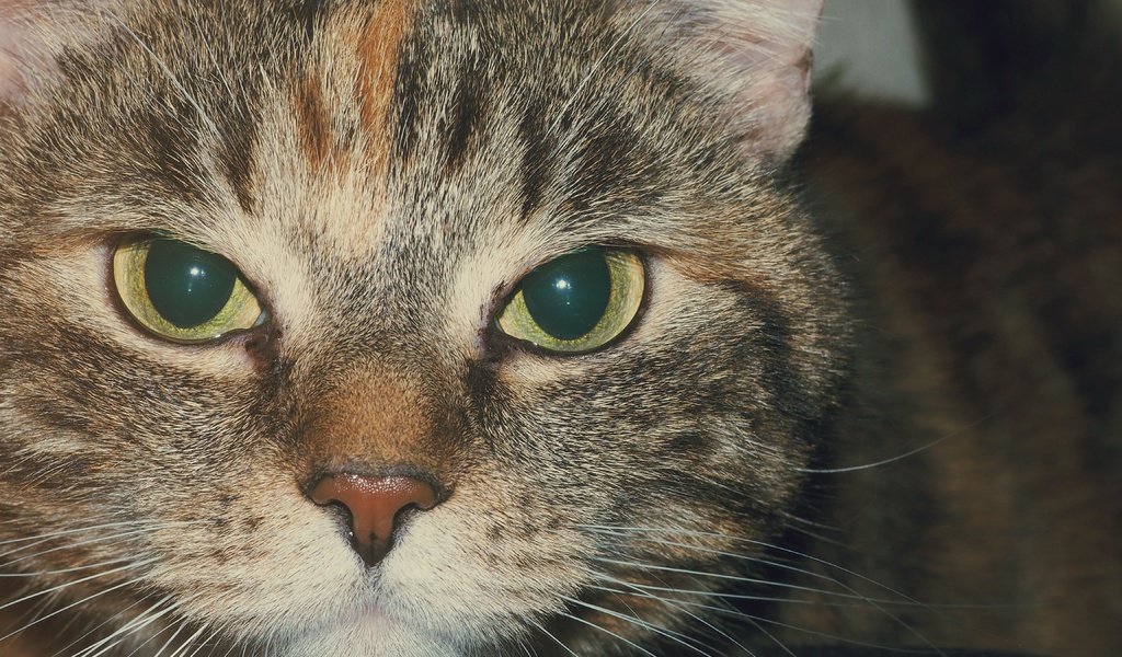 Обои кот, мордочка, усы, кошка, взгляд, полосатый, cat, muzzle, mustache, look, striped разрешение 4608x3456 Загрузить