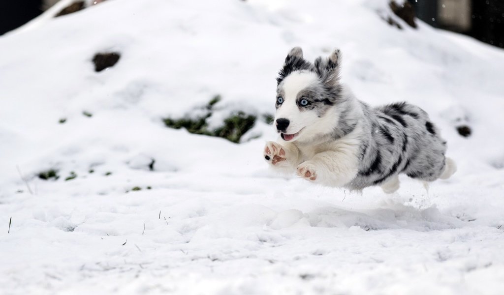 Обои снег, зима, собака, прыжок, щенок, бег, бордер-колли, snow, winter, dog, jump, puppy, running, the border collie разрешение 1920x1080 Загрузить