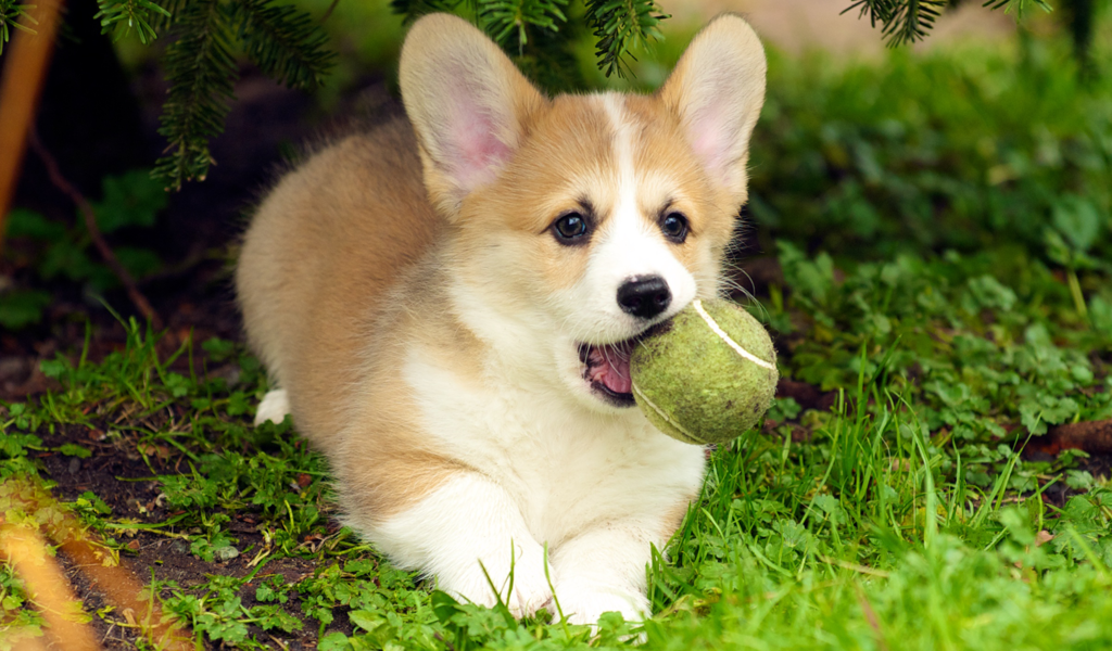 Обои трава, собака, щенок, язык, мячик, вельш-корги, пемброк, grass, dog, puppy, language, the ball, welsh corgi, pembroke разрешение 1920x1080 Загрузить