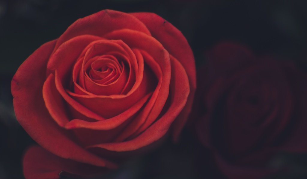 Обои цветок, роза, лепестки, крупный план, красная роза, flower, rose, petals, close-up, red rose разрешение 3507x2323 Загрузить