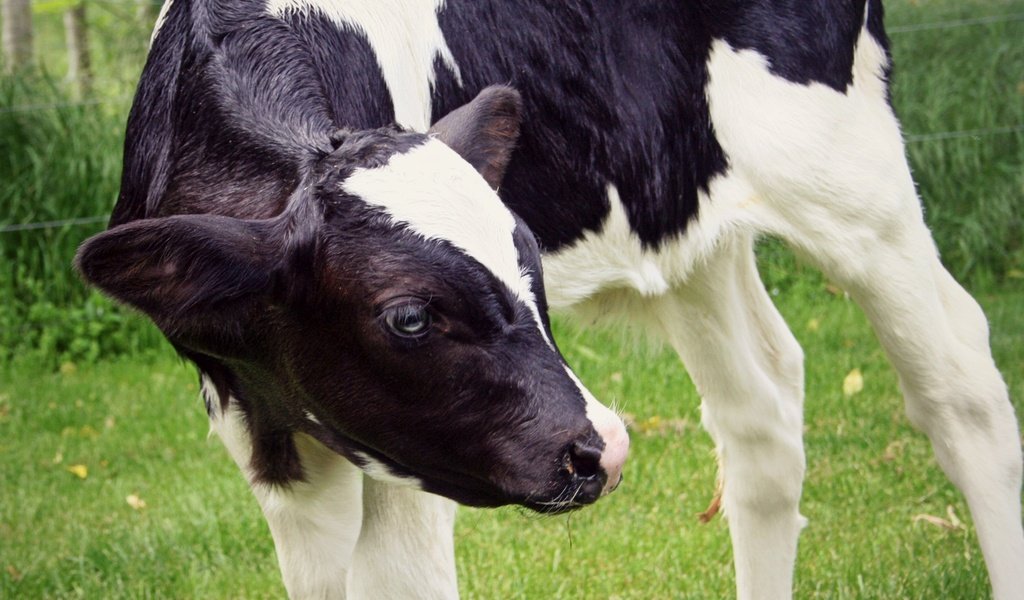 Обои трава, пастбище, животное, корова, телёнок, grass, pasture, animal, cow, calf разрешение 2844x2304 Загрузить