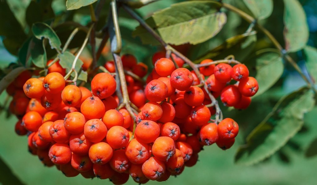 Обои природа, листья, ягоды, растение, рябина, nature, leaves, berries, plant, rowan разрешение 4970x3313 Загрузить