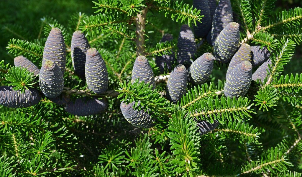 Обои природа, хвоя, ветки, шишки, пихта, шишки.пихта, nature, needles, branches, bumps, fir, bumps.fir разрешение 4928x3264 Загрузить