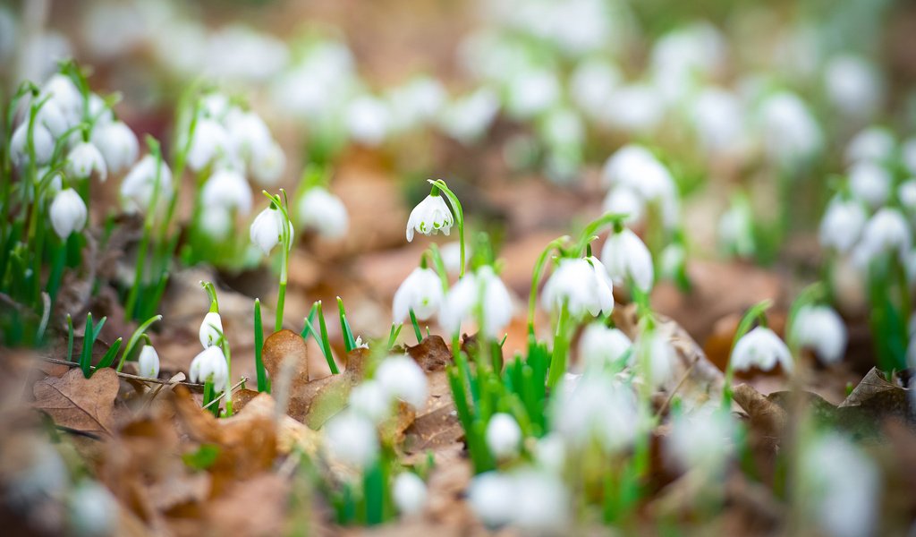 Обои цветы, листья, весна, белые, подснежники, flowers, leaves, spring, white, snowdrops разрешение 1920x1200 Загрузить