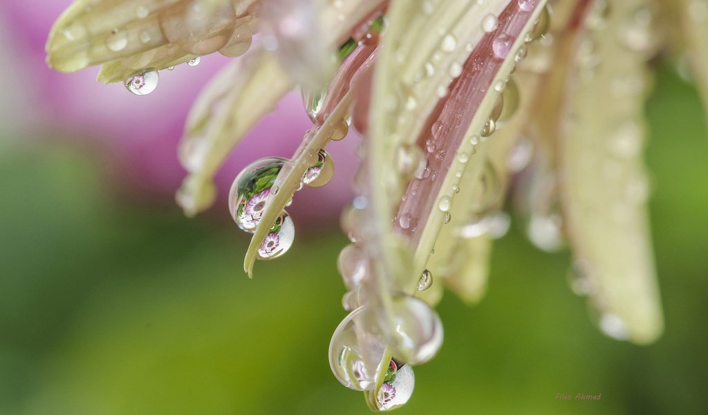 Обои макро, цветок, капли, лепестки, macro, flower, drops, petals разрешение 1920x1200 Загрузить