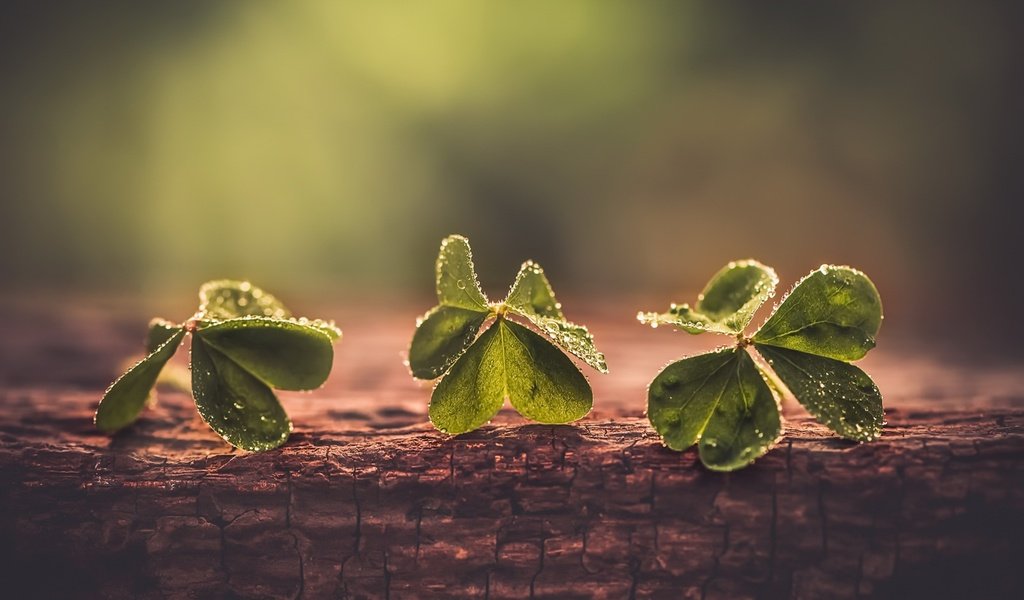 Обои клевер, макро, фон, капли, листики, clover, macro, background, drops, leaves разрешение 1920x1282 Загрузить