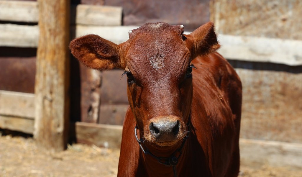 Обои морда, взгляд, корова, загон, телёнок, face, look, cow, corral, calf разрешение 1920x1280 Загрузить