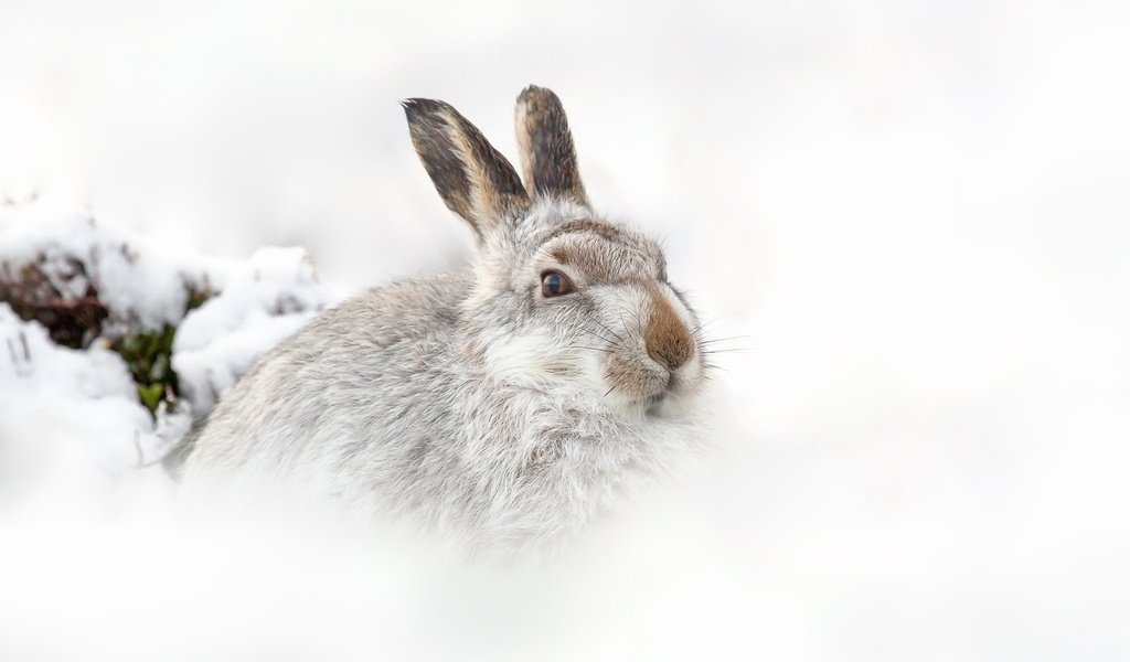 Обои снег, природа, зима, фон, заяц, snow, nature, winter, background, hare разрешение 1920x1200 Загрузить