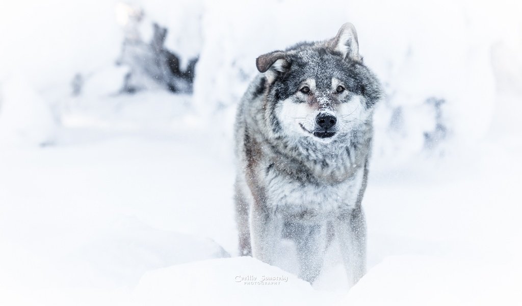 Обои морда, снег, зима, взгляд, хищник, волк, face, snow, winter, look, predator, wolf разрешение 2048x1365 Загрузить