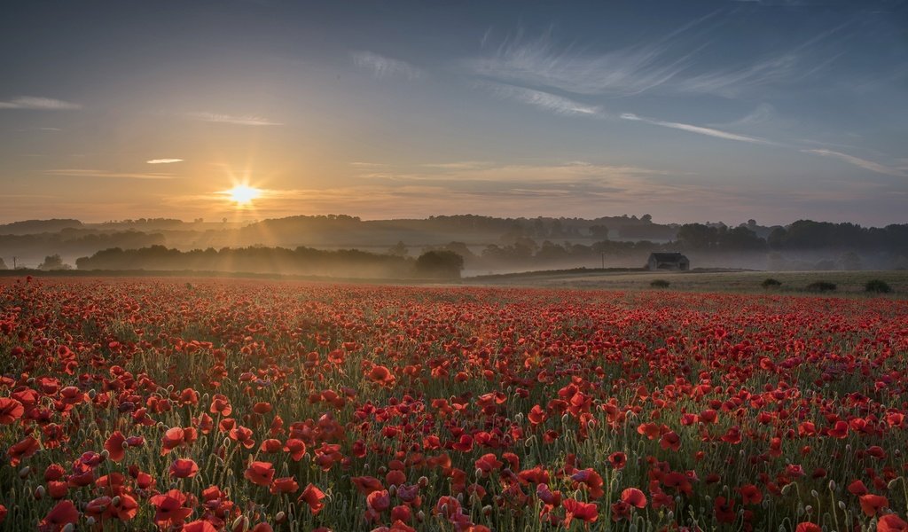 Обои цветы, закат, туман, поле, лето, красные, маки, flowers, sunset, fog, field, summer, red, maki разрешение 2000x1141 Загрузить