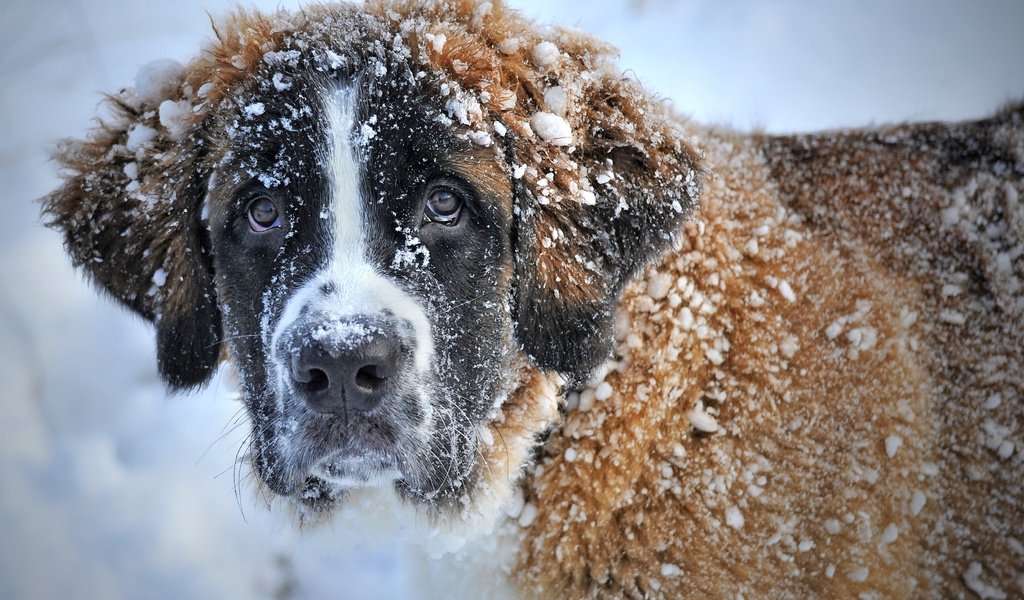 Обои морда, снег, зима, взгляд, собака, сенбернар, face, snow, winter, look, dog, st. bernard разрешение 3336x2222 Загрузить