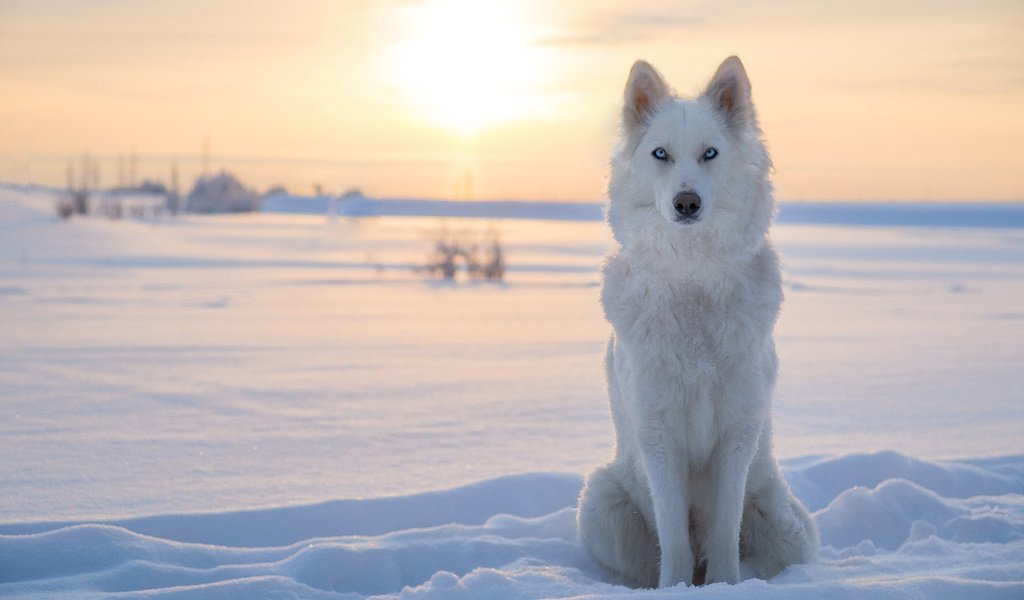 Обои снег, зима, собака, лайка, snow, winter, dog, laika разрешение 1920x1200 Загрузить