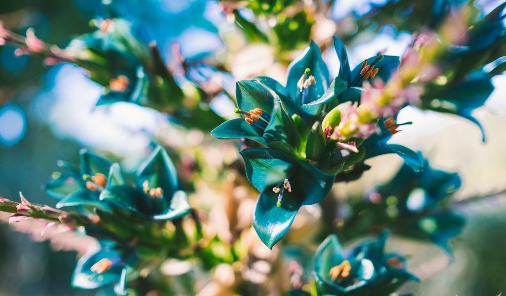 Обои цветы, лепестки, растение, синие, пуйя, puya berteroniana, flowers, petals, plant, blue, puja разрешение 2048x1365 Загрузить