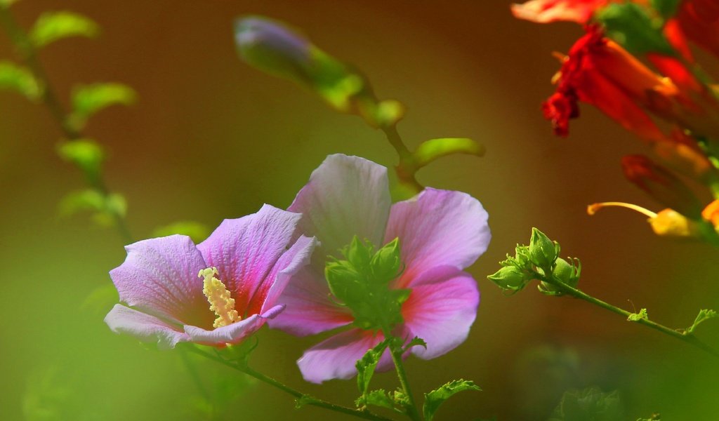 Обои цветы, поле, лепестки, луг, растение, стебель, мальва, flowers, field, petals, meadow, plant, stem, mallow разрешение 2316x1438 Загрузить