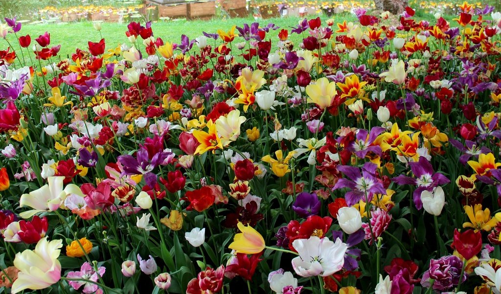 Обои цветы, тюльпаны, нидерланды, голландия, keukenhof, flowers, tulips, netherlands, holland разрешение 4000x2390 Загрузить