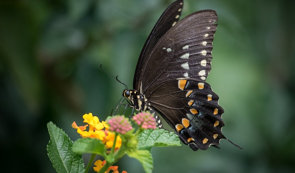 Обои макро, насекомое, цветок, бабочка, крылья, животное, macro, insect, flower, butterfly, wings, animal разрешение 2048x1365 Загрузить