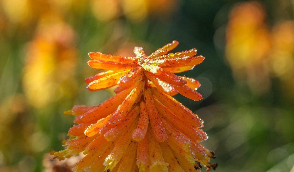 Обои природа, фон, цветок, книфофия, nature, background, flower, kniphofia разрешение 4896x2760 Загрузить