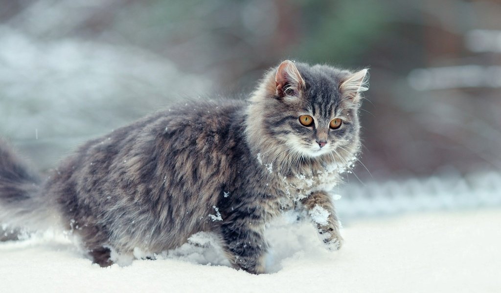 Обои снег, зима, кот, мордочка, усы, кошка, взгляд, snow, winter, cat, muzzle, mustache, look разрешение 1920x1080 Загрузить