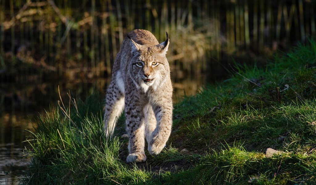 Обои морда, трава, рысь, лапы, хищник, большая кошка, мииии няша, face, grass, lynx, paws, predator, big cat, miiii nyasha разрешение 2560x1600 Загрузить