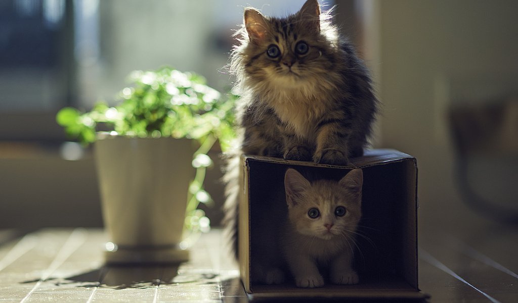 Обои кошки, котята, коробка, играют, benjamin torode, ben torode, дейзи, ханна, cats, kittens, box, play, daisy, hannah разрешение 2048x1434 Загрузить