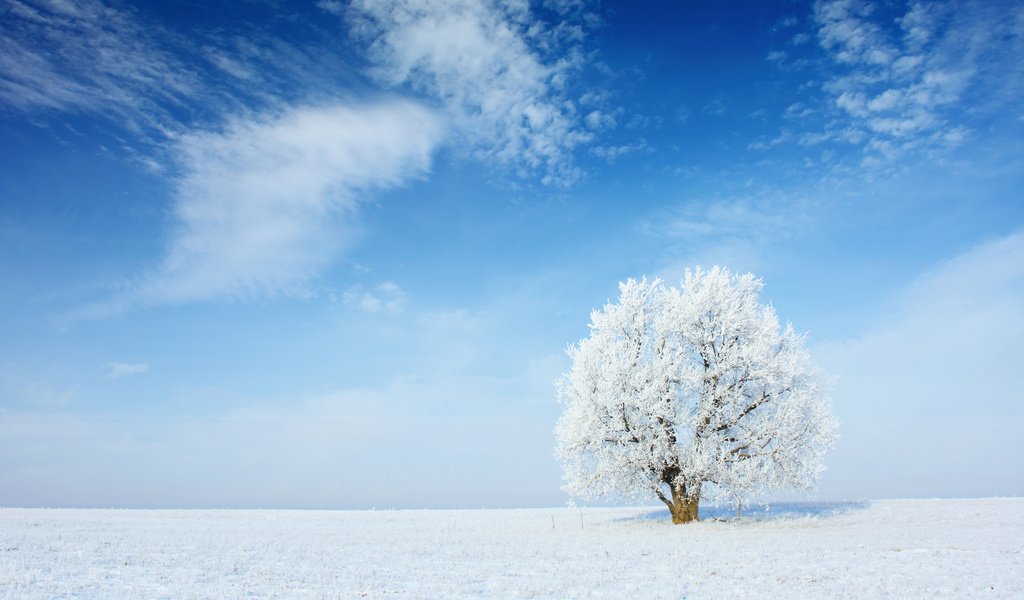 Обои небо, облака, снег, природа, дерево, зима, пейзаж, иней, the sky, clouds, snow, nature, tree, winter, landscape, frost разрешение 2880x1800 Загрузить