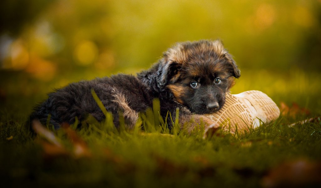 Обои трава, мордочка, взгляд, собака, щенок, немецкая овчарка, grass, muzzle, look, dog, puppy, german shepherd разрешение 1920x1200 Загрузить