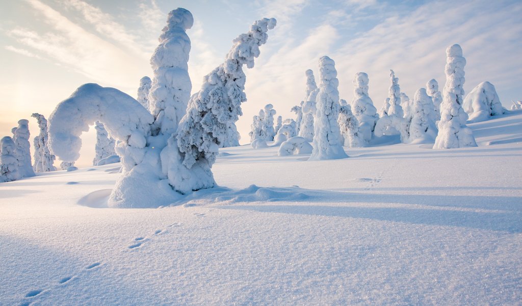 Обои деревья, снег, природа, лес, зима, следы, финляндия, steve dodkins, trees, snow, nature, forest, winter, traces, finland разрешение 3840x2400 Загрузить