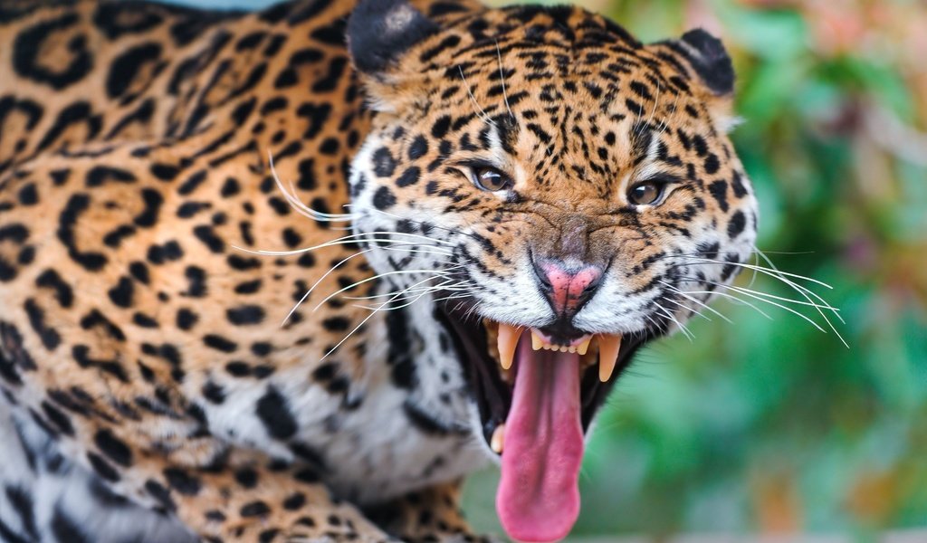 Обои морда, леопард, клыки, хищник, язык, face, leopard, fangs, predator, language разрешение 2560x1440 Загрузить