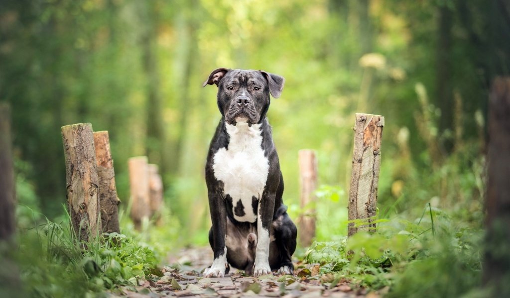 Обои собака, кане-корсо, dog, cane corso разрешение 1920x1200 Загрузить