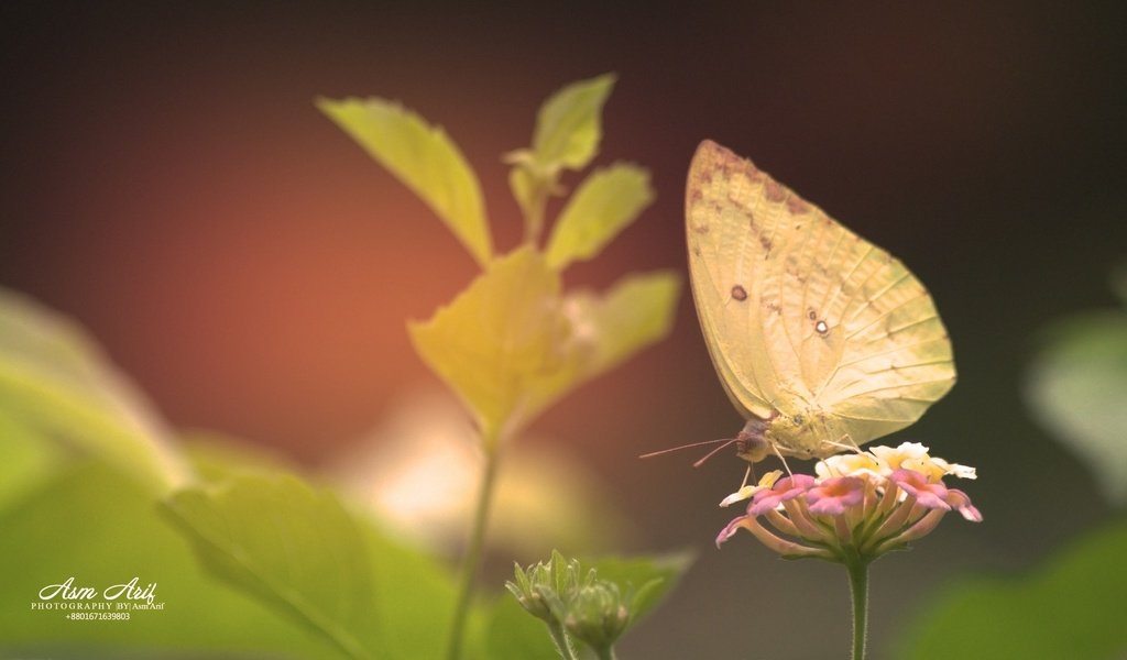 Обои цветы, растения, листья, насекомое, бабочка, крылья, flowers, plants, leaves, insect, butterfly, wings разрешение 3840x2160 Загрузить